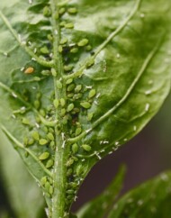 mszyca brzoskwiniowa