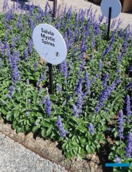 Salvia farinacea Mystic Spires Blue (jednoroczna)_Florensis_FlowerTrials 2023_fot. A-Cecot