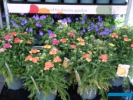 Bodziszki i krwawniki - część konceptu pod nazwą Beautyversity (byliny do bioróżnorodnego ogrodu_Florensis_FlowerTrials 2023_fot. A. Cecot