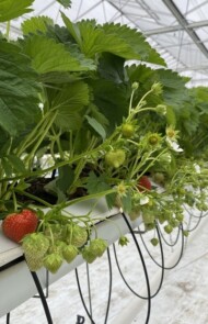 truskawki w szklarniach