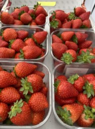 truskawka ‘Murano”