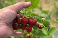 Niskiej jakości plon truskawki