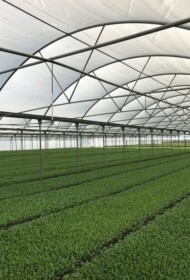 Arrigoni Prisma w uprawie warzyw liściowych