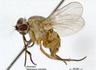 Atherigona orientalis