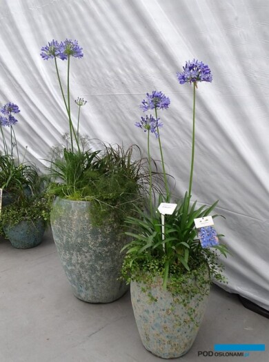 Agapanthus His Majesty _Volmary-GawartowaWola_07-2023_fot. A-Cecot