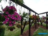 PetchoaBeauticalSunray_Volmary-GawartowaWola_07-2023_fot. A-Cecot