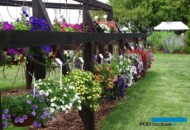 Szeroki asortyment odmian kalibarachoi z grupy Calita_Volmary-GawartowaWola_07-2023_fot. A-Cecot