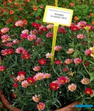 Argyranthemum frutescens Aramis Classic Red_Volmary-GawartowaWola_07-2023_fot. A-Cecot