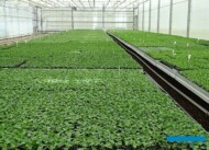 UkorzenioneSadzonkiChryzantem_Volmary-GawartowaWola_07-2023_fot. A-Cecot