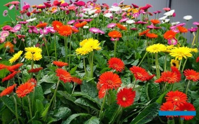 Gerbery na balkony i tarasy - odmiany z grupy Garvinea Sweet_DniOtwarte Volmary 2023_fot. AW