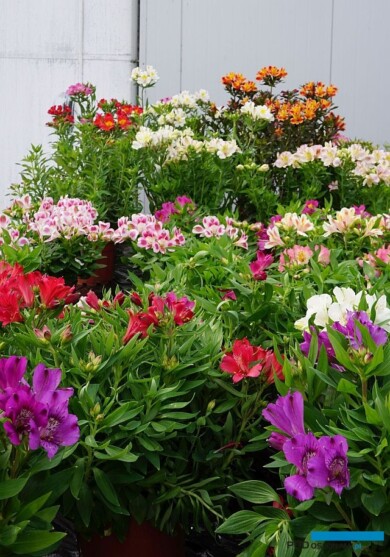 Alstremerie w pojemnikach - odmiany z grup Inticancha (większość) i Summer Paradise (w tylnym rzędzie), fot. A. Wize