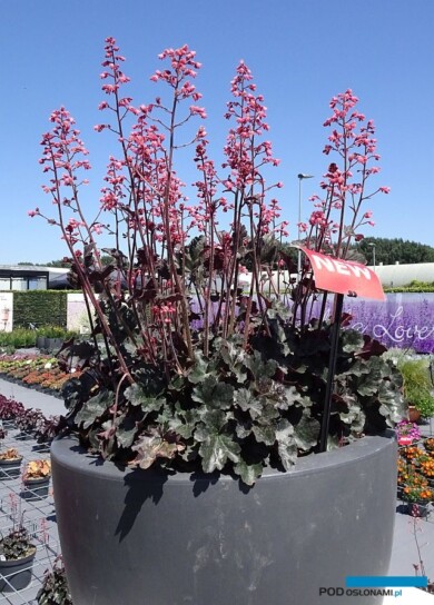 Heuchera Hip Hip Hooray_Florensis_FlowerTrials 2023_fot. A-Cecot