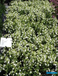 Salvia greggii Mirage White_Florensis_FlowerTrials 2023_fot. A-Cecot