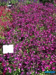 Salvia greggii Mirage Burgundy_Florensis_FlowerTrials 2023_fot. A-Cecot