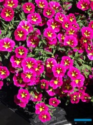 Calibrachoa Cabaret Special Bumble Bee Rose_Florensis_FlowerTrials 2023_fot. A-Cecot