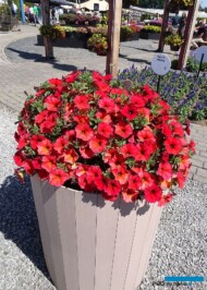 PetchoaBeautiCal-RedMaple_Florensis_FlowerTrials 2023_fot. A-Cecot