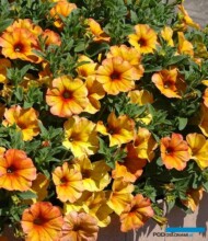 PetchoaBeautiCal-OrangeSunset_Florensis_FlowerTrials 2023_fot. A-Cecot