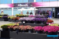 FlorensisFlowerTrials2023_CalibrachoaCabaret_fot. A-Cecot