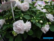 ImpatiensGlimmerAppleblossom_PanAmericanSeed_FlowerTrials-2023_fot. A-Cecot