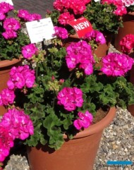 Pelargonium Toscana Smart Marianne Lilac _Florensis_FlowerTrials 2023_fot. A-Cecot