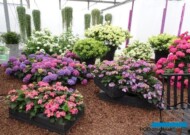 Hortensje_Dni otwarte Plantpolu 2023_fot. A-Cecot