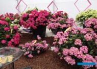 Aranżacja wewnętrzna z hortensji_Hydrangea macrophylla - odmiany z grupy Endelss Summer_Dni otwarte Plantpolu 2023_fot. A-Cecot