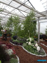 Aranżacja wewnętrzna z roślin wieloletnich i jednorocznych_Dni otwarte Plantpolu 2023_fot. A-Cecot