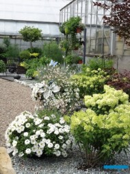 Zewnętrzna rabata o stonowanej kolorystyce, z hortensjami bukietowymi (Hydrangea paniculata) - po prawej_Dni otwarte Plantpolu 2023_fot. A-Cecot