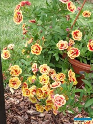Calibrachoa_CalitaDoubleSunsetBicolor_Volmary-GawartowaWola_07-2023_fot. A-Cecot