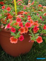 Calibrachoa Calita Orange_Volmary-GawartowaWola_07-2023_fot. A-Cecot