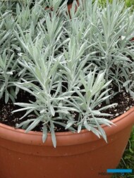 Helichrysum stoechas Sylvita Broadleaf Silver_Volmary-GawartowaWola_07-2023_fot. A-Cecot