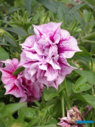 Petunia Tumbelina Helena_Volmary-GawartowaWola_07-2023_fot. A-Cecot