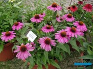 Echinacea_PapalloClassic Rose Exp. _Volmary-GawartowaWola_07-2023_fot. A-Cecot