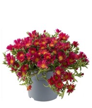 Delosperma cooperi Delmara Fuchsia _fot. _Florensis