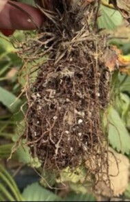 system korzeniowy truskawki