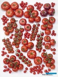 W firmie Enza Zaden pomidory z wysoką odpornością na ToBRFV wprowadzono już we wszystkich segmentach pomidorów