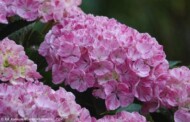 Hydrangea-macrophylla-PINKY-BINDER-Pinhydrbin12--Fot.-Materialy-Konkursu-Roslinnych-Nowosci-ZSzP 2023