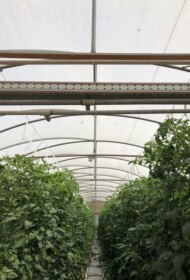 PRISMA w uprawie pomidora