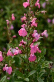 Salvia greggii Mirage Pink__fot. Florensis