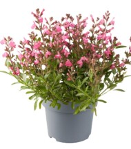 Salvia-greggii-Mirage-Pink_fot. Florensis