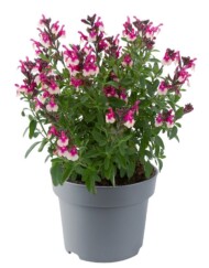 Salvia-greggii-Mirage-RoseBicolour_fot. Florensis