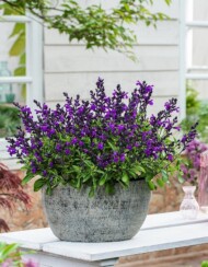 Salvia-greggii-Mirage-Violet_fot. Florensis