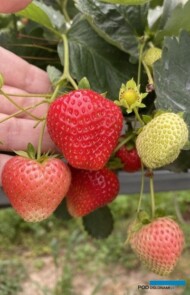 Owocowanie odmiany ‘Hademar’