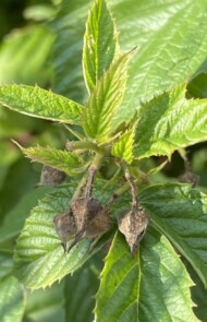 uszkodzone szypuły kwiatowe truskawki przez kwieciaka malinowca