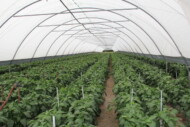 Uprawa papryki w tunelach zblokowanych