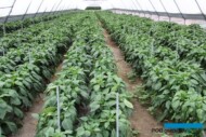 Uprawa papryki w tunelach zblokowanych