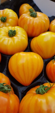 Tak prezentują się wybarwione owoce pomidora Gourmansun - pomarańczowe z malinowymi przebarwieniami