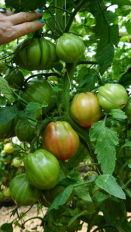 Pomidor Rosamunda