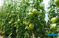 Pomidor Gourmansun - owoce zaczynają się przebarwiać na żółtopomarańczowy kolor (dojrzałe mają malinowe smugi)