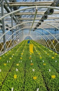 Sadzonki borówki w tunelach